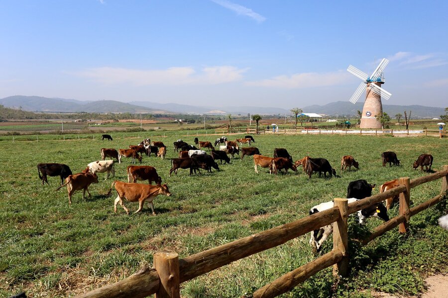 Đà Lạt Milk Farm đẹp như nông trại bên Châu Âu