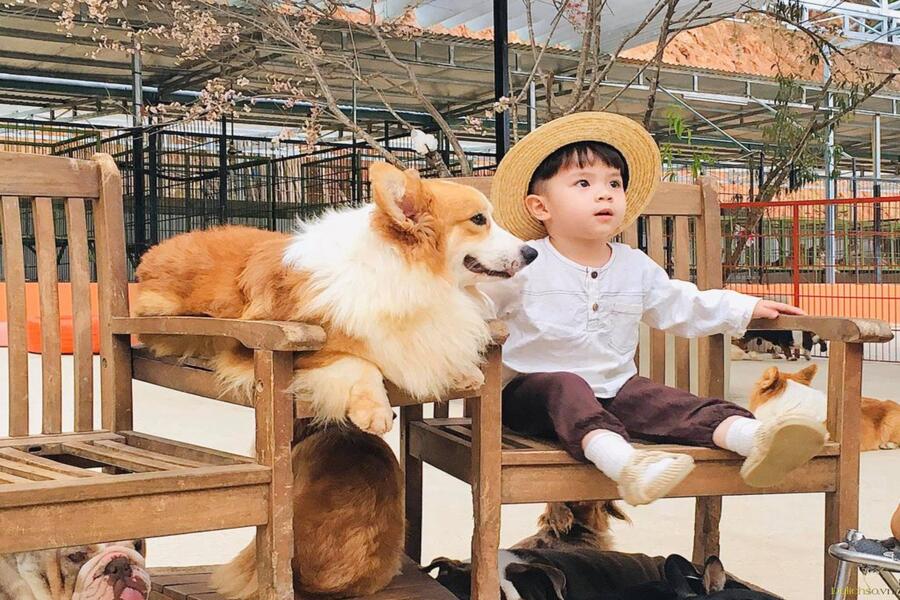 Vui chơi cùng đàn cún con ở Puppy Farm