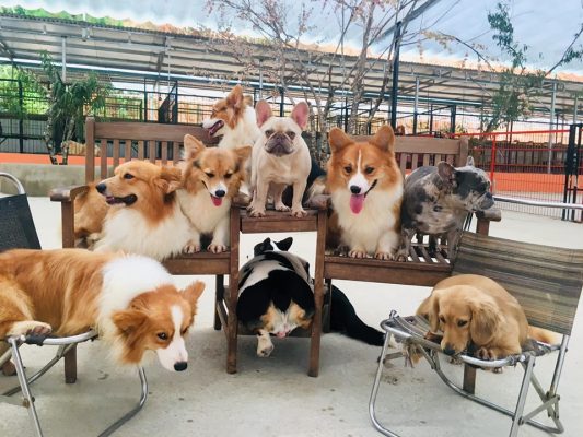 Nông trại cún với hơn 100 cá thể chó các loại