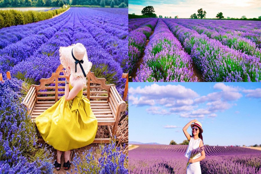 Vườn hoa Lavender khoe sắc khiến ai cũng bị mê hoặc